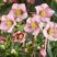 Helleborus 'Carlotta' - čemerica K1L