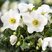Helleborus 'Winter Ballet White' - čemerica K1L
