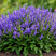Salvia 'Big Sky Blue Bicolour' - šalvia