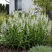Salvia 'Fashionista Snow Kiss' - šalvia