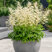 Aruncus 'Goatee' - udatník
