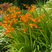 Crocosmia 'Star of the East' - montbrécia