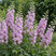 Delphinium 'Guinevere' - stračonôžka
