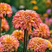 Rudbeckia 'Summerina Glow Sugar Shake' - rudbekia K1L