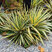 Yucca 'Color Guard' - juka