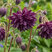 Aquilegia 'Black Barlow' - orlíček