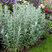 Artemisia 'Silver Queen' - palina