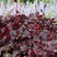 Heuchera 'Obsidian' - heuchera