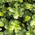 Heuchera 'Winterberry' - heuchera