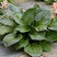 Hosta 'Black Onyx' - funkia