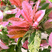 Photinia 'Pink Crispy' - červienka K2L 