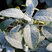 Salvia 'Berggarten' - šalvia lekárska