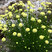 Santolina rosmarinifolia - santolína