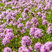 Thymus longicaulis - dúška