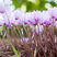 Cyclamen hederifolium - cyklámen 