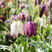Fritillaria meleagris Mix - korunkovka 5ks v balení