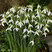 Galanthus elwesii - snežienka 5ks v balení