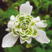 Galanthus nivalis 'Flore Pleno' - snežienka 5ks v balení