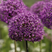 Allium 'Akita' - cesnak 1ks v balení