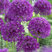Allium 'Ambassador'- cesnak 1ks v balení
