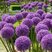 Allium 'Globemaster' - cesnak 1ks v balení