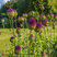Allium sphaerocephalon - cesnak 10ks v balení