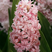 Hyacinthus 'Rosette' - 3ks v balení
