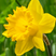 Narcissus 'Dutch Master' - narcis 5ks v balení