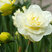 Narcissus 'Obdam' - narcis 5ks v balení