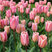 Tulipa 'Albert Heijn' - 5ks v balení