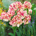 Tulipa 'Belicia' 3ks v balení- tulipán