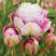 Tulipa 'Double Surprise' - tulipán 3ks v balení