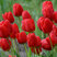 Tulipa 'Ile de France' - tulipán 5ks v balení