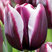 Tulipa 'Muralto' - tulipán 5ks v balení