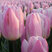 Tulipa 'Sweet Flag' - 5ks v balení