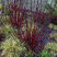 Cornus 'Kesselringii' - drieň K1L