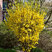 Forsythia 'Goldraush' - zlatovka K2L