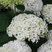 Hydrangea 'Annabelle' - hortenzia K1L