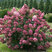 Hydrangea 'Firelight' - hortenzia
