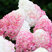 Hydrangea 'Living Pink & Rose'® - hortenzia K1L