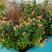 Hypericum 'MIRACLE® BLOSSOM' mix - ľubovník K2L
