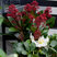 Skimmia japonica 'Rubella' - skímia K1L