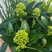 Skimmia 'White Globe' - skímia K10,5cm