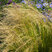 Stipa 'Pony Tails' - kavyľ