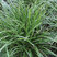 Carex 'Ice Dance' - ostrica