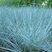 Festuca 'Azurit' - kostrava