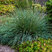 Festuca 'Eisvogel' - kostrava