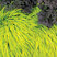 Hakonechloa 'All Gold' - rákosovka