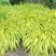 Hakonechloa 'Aureola' - rákosovka