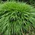 Hakonechloa macra - rákosovka